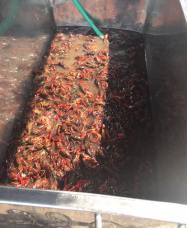 crawfish